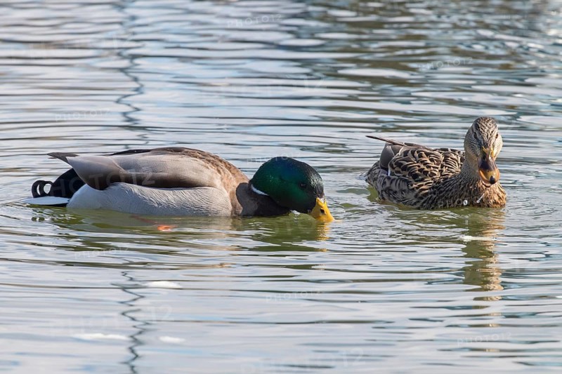 Wild ducks Mallard Male and Female Anas platyrhynchos