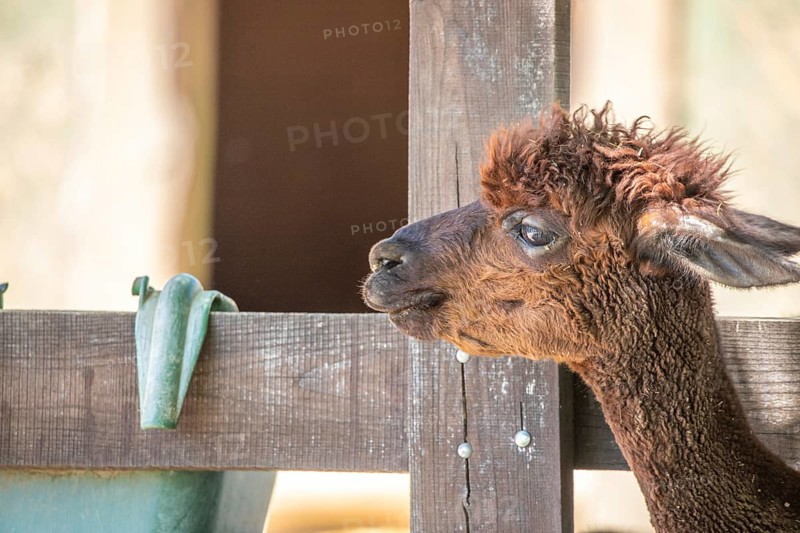 Portrait of a brown alpaca baby, Vicugna pacos, in the zoo. Big eyes, soft fur, animal in the zoo of Siofok, Lake Balaton