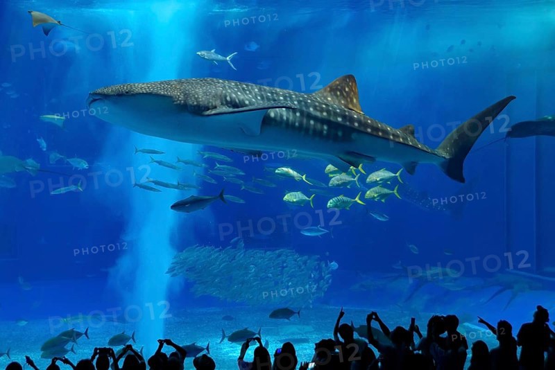 Whale shark in Okinawa Churaumi Aquarium, Japan, Asia