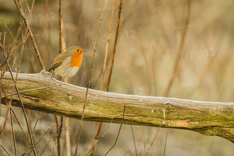 Robin on a branch