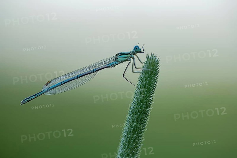 White-legged damselfly (Platycnemis pennipes)