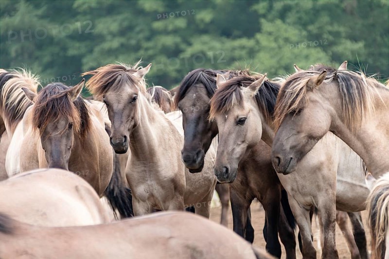 The Dülmen horses live wild near Dülmen, in the Merfelder Bruch nature reserve in North Rhine-Westphalia. The eel line on their backs is a typical feature of these wild horses. Wild live the Dülmen horses near Dülmen, in the nature reserve Merfelder Bruch, North Rhine-Westphalia. A characteristic feature of the wilds is the eel on the back