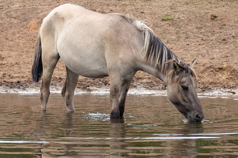 The Dülmen horses live wild near Dülmen, in the Merfelder Bruch nature reserve in North Rhine-Westphalia. The eel line on their backs is a typical feature of these wild horses. Wild live the Dülmen horses near Dülmen, in the nature reserve Merfelder Bruch, North Rhine-Westphalia. A characteristic feature of the wilds is the eel on the back