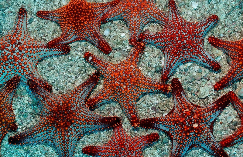 Red starfish, Asteroidea, Mexico, Lake Cortez, Lower California, La Paz, Central America