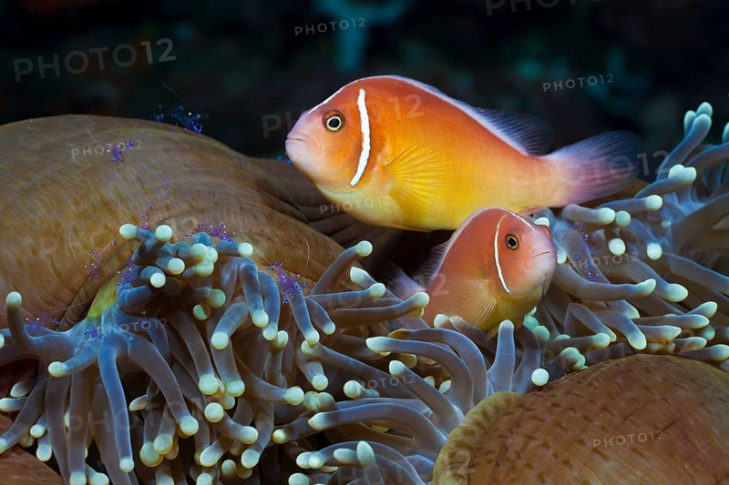 Collar anemonefish in splendour anemone, Amphiprion perideraion, Heteractis magnifica, Cenderawasih Bay, West Papua, Indonesia, Asia