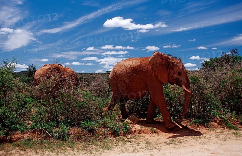 African elephant, Loxodonta africana, South Africa, Addo Elephant National Park, Africa