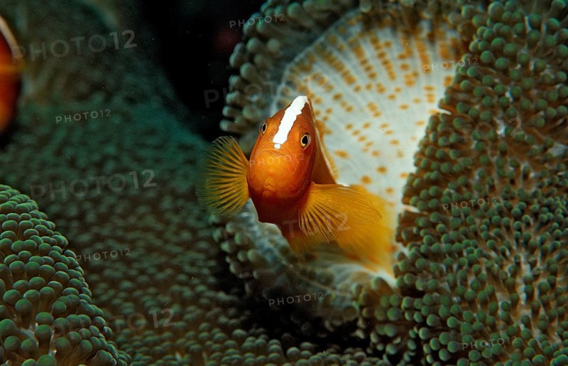 Orange skunk clownfish, Amphiprion dandaracinos, Indonesia, Wakatobi Dive Resort, Sulawesi, Indian Ocean, Banda Sea, Asia