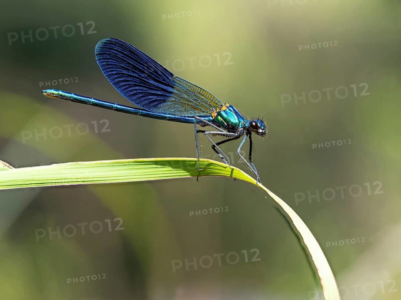 Blue-winged damselfly, dragonfly, damselfly, common damselfly, insect, insect, (Calopteryx virgo), Lesvos, Greece, Europe