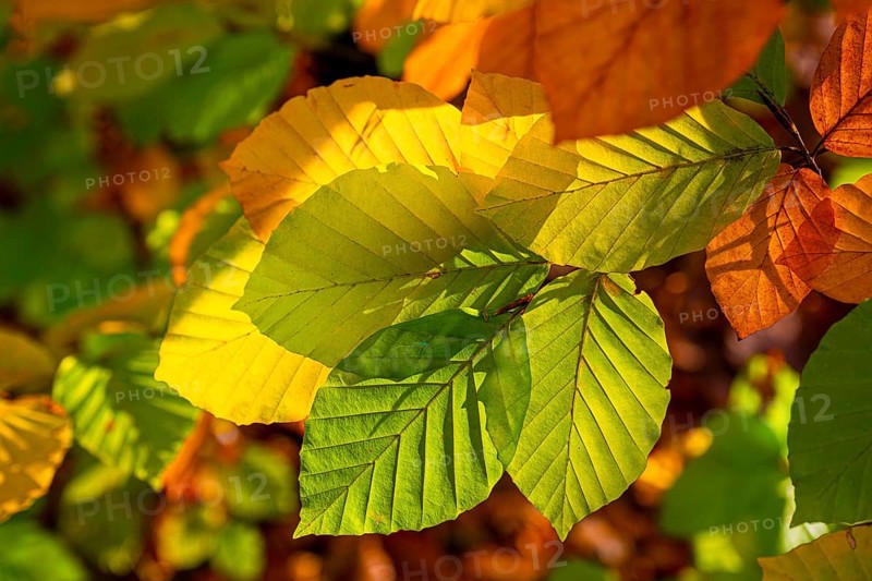 Autumn coloured leaves against the light, autumn forest, Bielefeld-Sennestadt, North Rhine-Westphalia, Germany, Europe