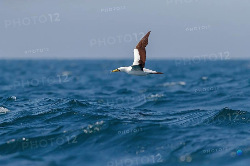 Masked booby, (Sula dactylatra), flies over the sea, flight photo, animals, birds, family of boobies, Off Mirbat, Salalah, Dhofar, Oman, Asia