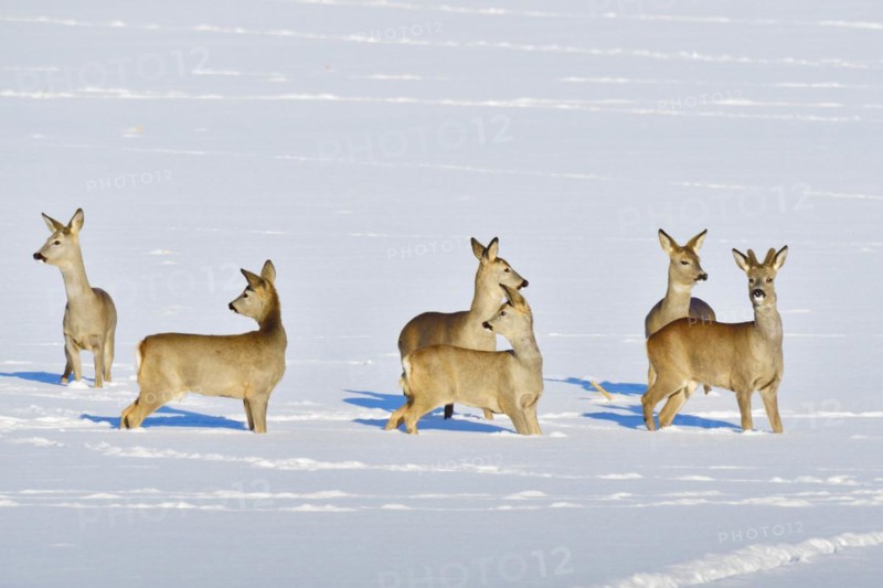 Many Roe deer run over a meadow in winter. Roe deer on the run in winter
