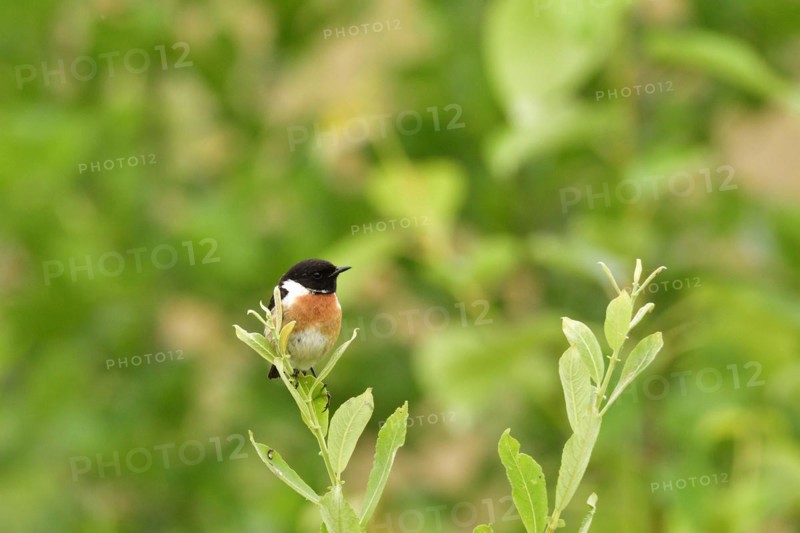 Singing stonechat. Male European stonechat in the reed