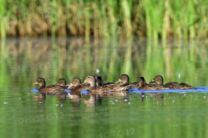 Mallard family in the morning sun, A mallard family in the morning sun