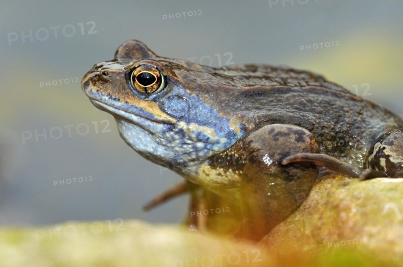 Laubfrosch (Rana temporaria)