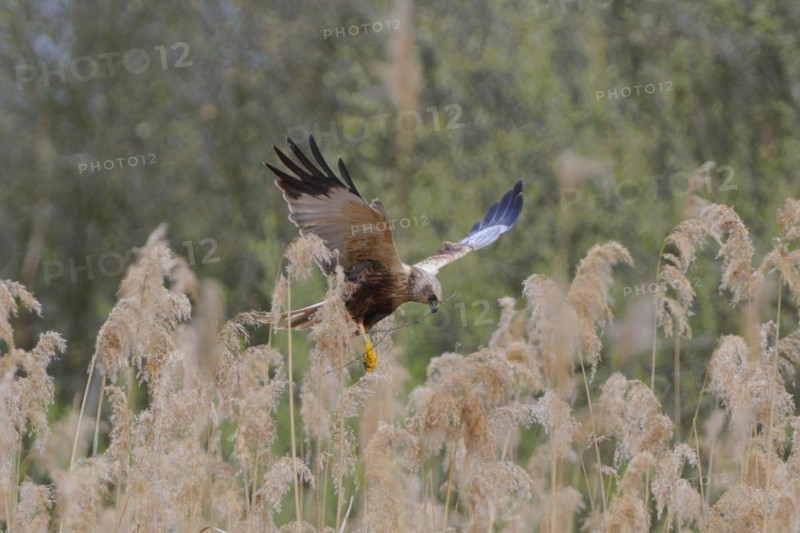 Marsh harrier carrying nesting materials, marsh harrier with nesting material