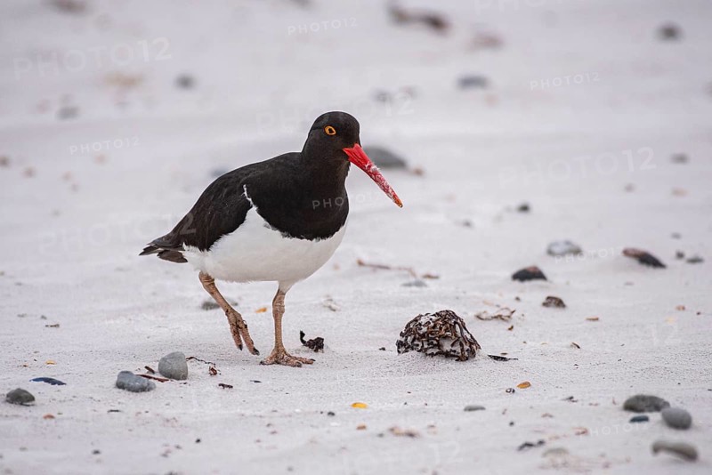 Magellanic Oystercatcher (Haematopus leucopodus), Volunteer Point, Falkland Islands Great Britain, South Atlantic
