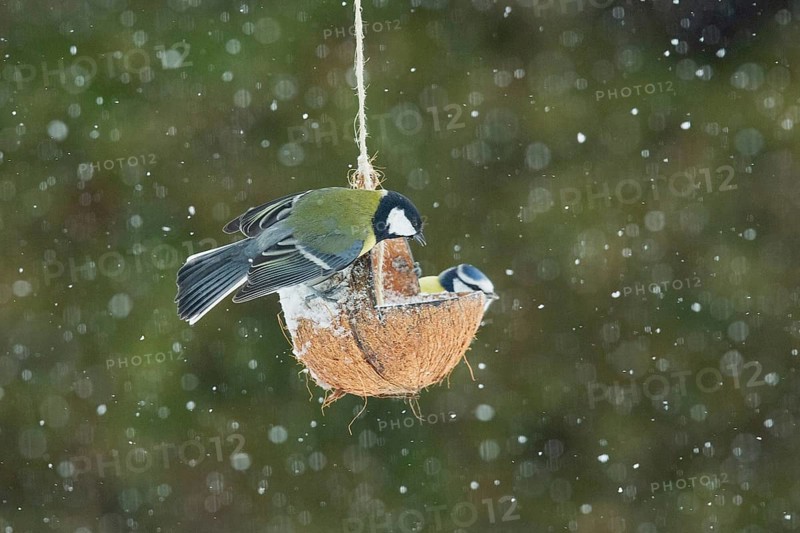 Great tit next to blue tit sitting on food dish on the right looking with snowflakes