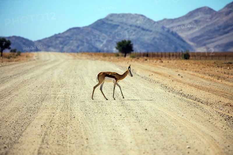 Dirt road in the African steppe. Impala antelopes cross the road. The concept of exotic tourism. Travel to Namibia