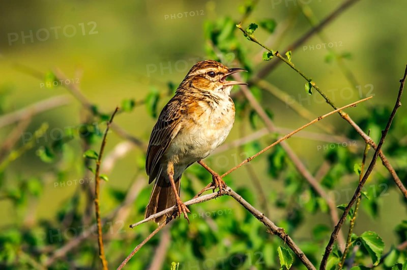 Sparrow on a branch. Sparrow branch bird animal wing feather flight fly little tree sky blue leaf spring summer bud bright daylight beak birdwatching songbird