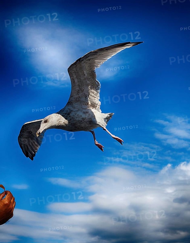 Seagull is fed from the ship in the air
