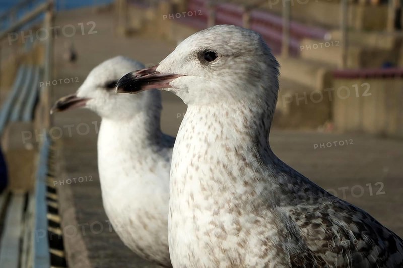 Close up of two juvenile herring gulls sitting on the steps in the promenade area of blackpool