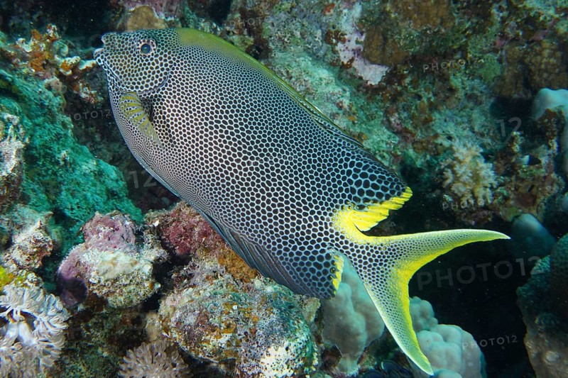 Spotted rabbitfish (Siganus stellatus laqueus)