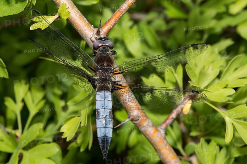 Lace spot (Libellula fulva)