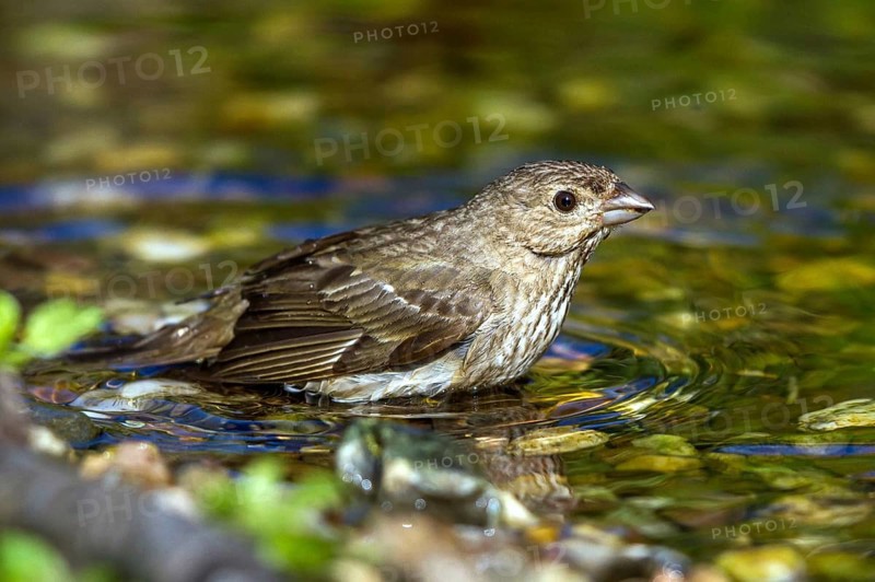 Carmine Finch - grey male bathing (Carpodacus erythrinus)