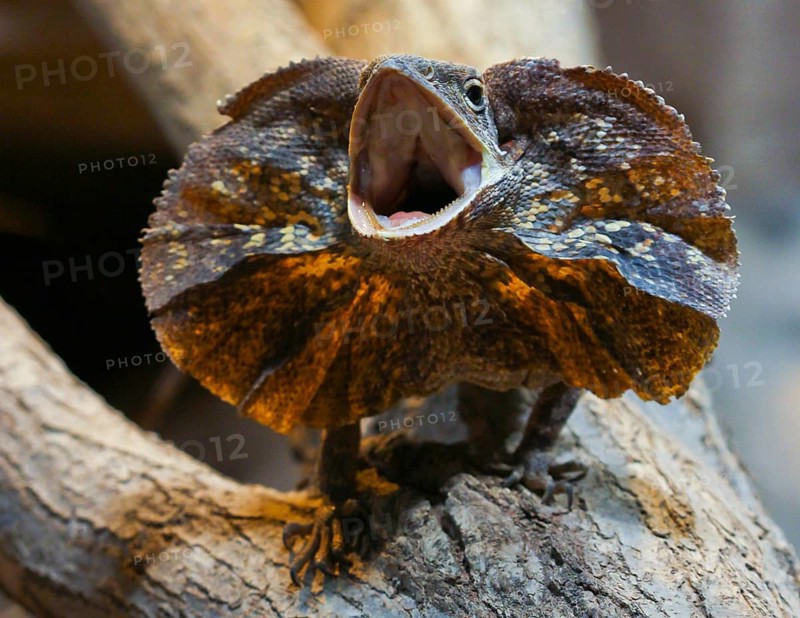 Collar lizard with upturned collar (Chlamydosaurus kingii)