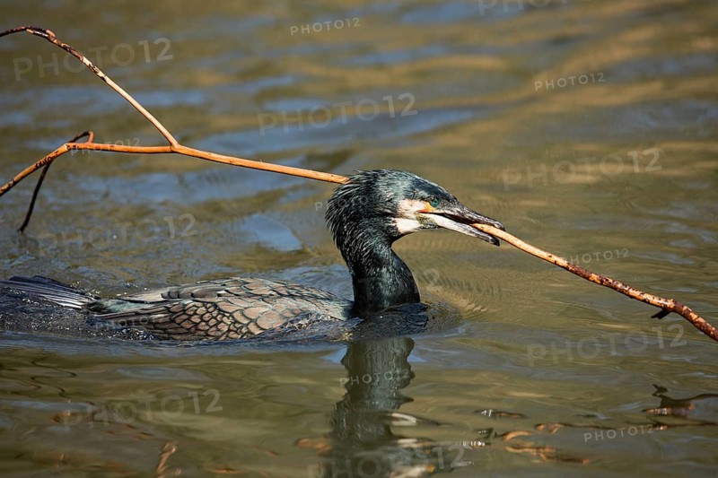 Cormorant (Phalacrocorax carbo)