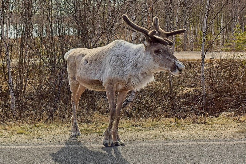 Reindeer or caribou (rangifer tarandus) on the side of asphalt road in spring, Lapland, Finland, Europe