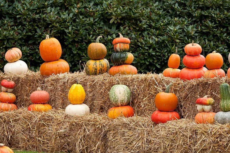 Several pumpkins in bright autumn colours, arranged on straw bales outdoors, borken, münsterland, germany
