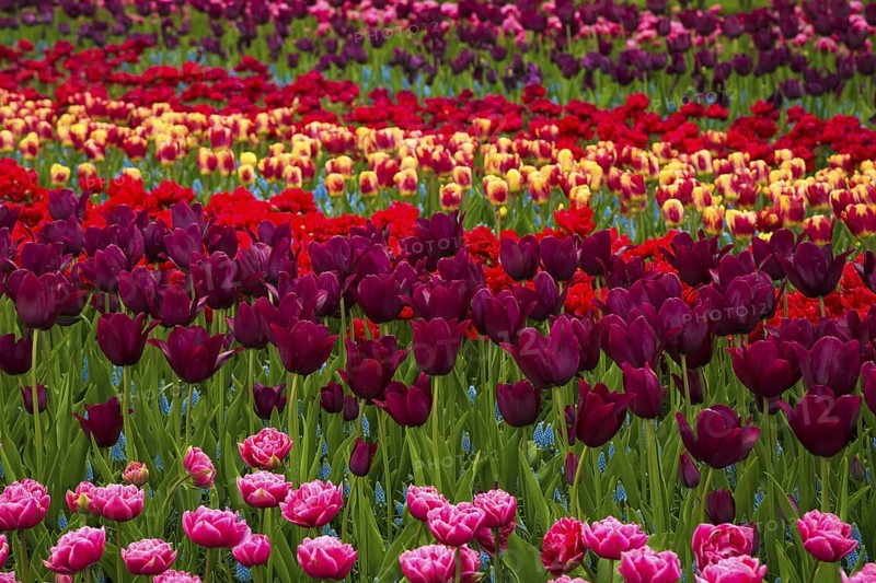 Flower field of colourful tulips in spring. Colorful tulips in the Keukenhof garden, Netherlands. Fresh blooming tulips in the spring garden. Tulip Flower Field. Shallow focus. Beautiful tulips