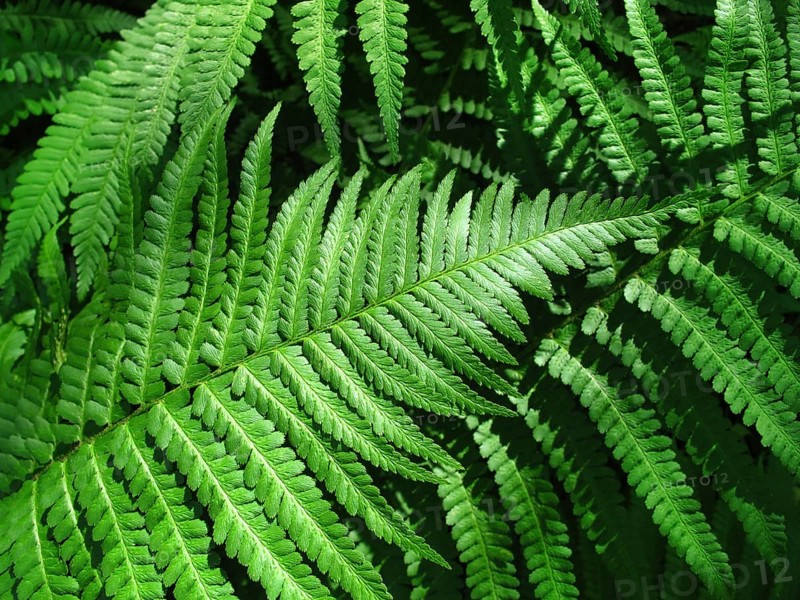 Close up of fresh green fern leafs background