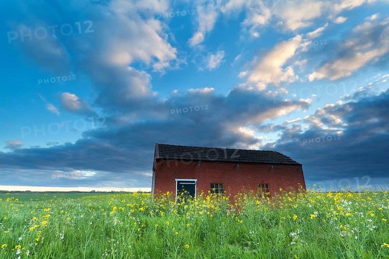 Farmhouse on flowering meadow at sunset