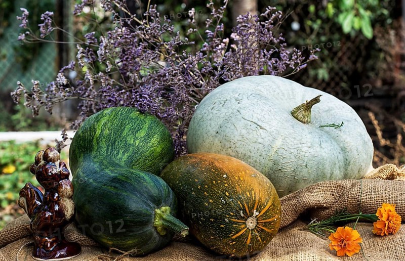 Pumpkins and other harvest seasonal vegetables
