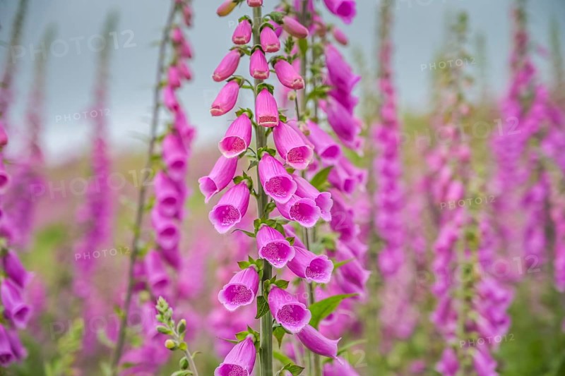 Common foxglove (Digitalis purpurea) in a forest clearing near Heiligenborn, Rothaargebirge, Siegen-Wittgenstein district, North Rhine-Westphalia, Germany, Europe