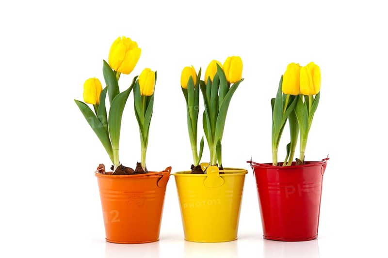 Yellow tulips in colorful flower pots isolated over white background