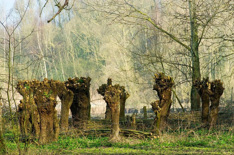 Nature with pollard willows in the Dutch Biesbosch