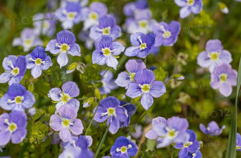 Speedwell (Veronica), meadow, blue, spring bloomer