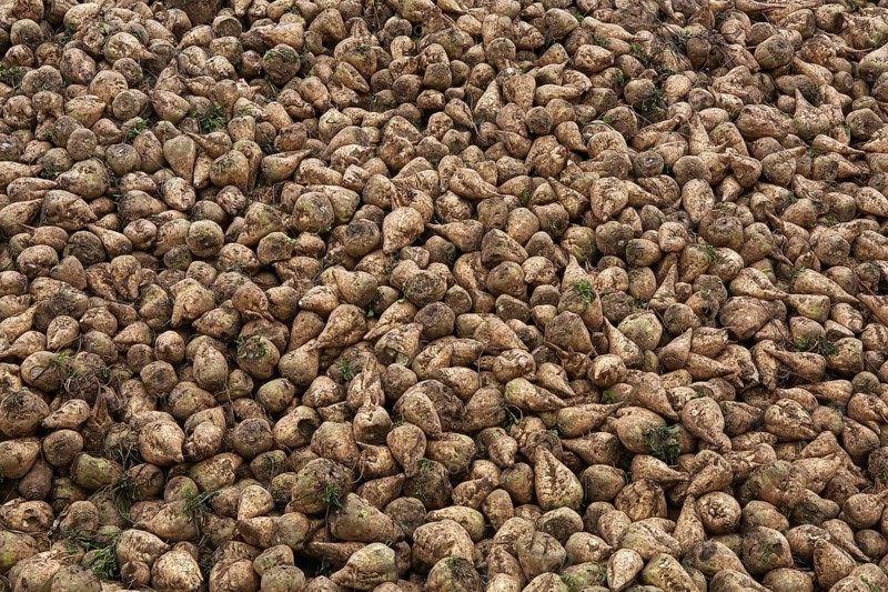 Sugar beet