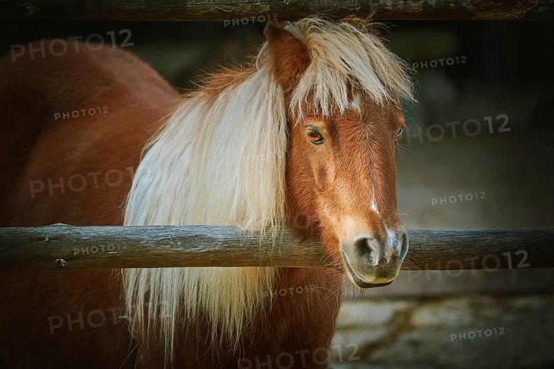 Portrait of Chestnut Pony with White Mane Varna, Bulgaria, Europe