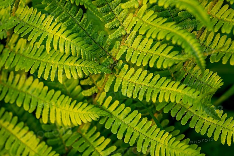 Detailed image of fern leaves with different shades of green and textures