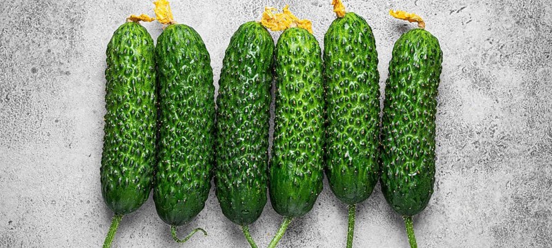 Fresh raw organic farmer cucumbers with leafs arranged on grey rustic stone background top view, healthy cucumbers in balanced nutrition and cooking concept, food photography, food photography