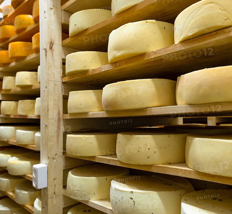 Round cheese heads in the cheese factory lie on the shelves of the racks in the storage for maturation. Production of natural cheese, food warehouse