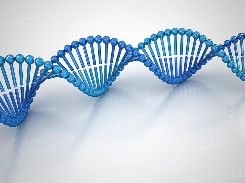 DNA Molecular Structure