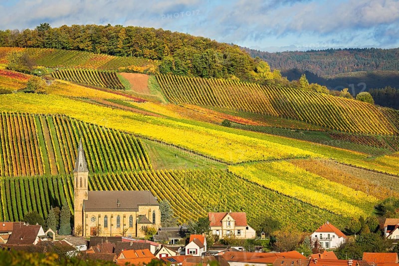 Vineyards with autumn colors, Pfalz, Germany, Europe