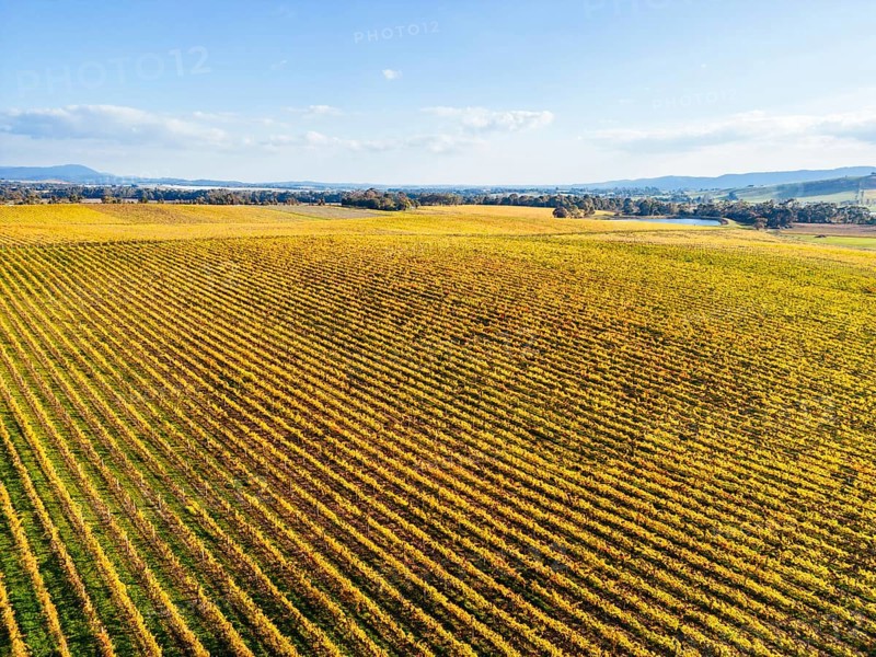 Late afternoon autumn sun over vines in the Yarra Valley near Yarra Glen, Victoria, Australia, Oceania