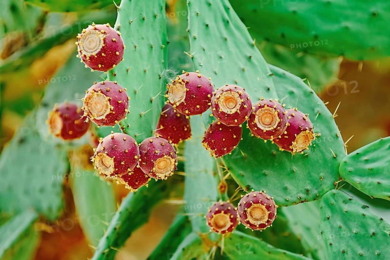 Opuntia, commonly called prickly pear, with fruits Balchik, Bulgaria, Europe