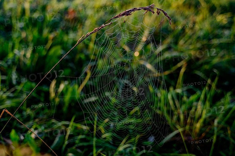 A filigree spider's web hangs from a blade of grass and glistens in the morning sun, Danube, Bogen, Lower Bavaria
